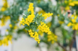 ミモザの黄色い花